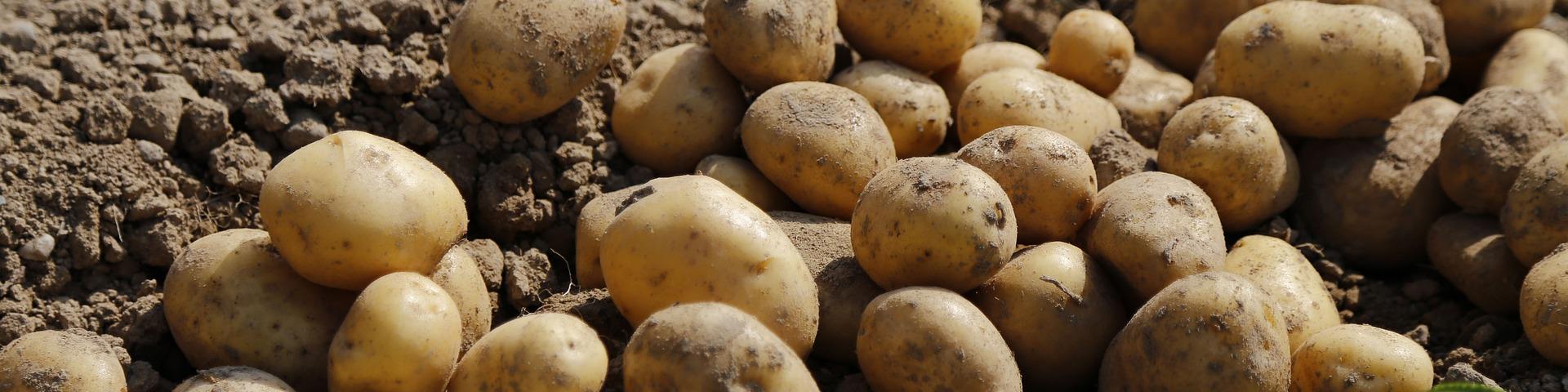 Aardappelknollen