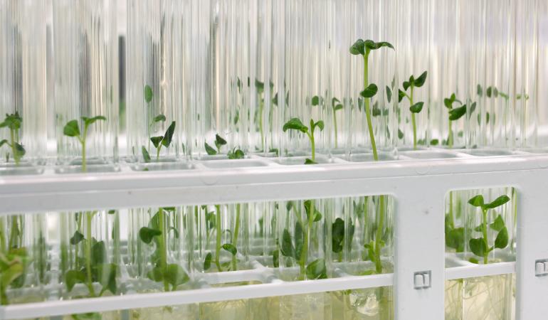 Plant zaailingen in laboratorium