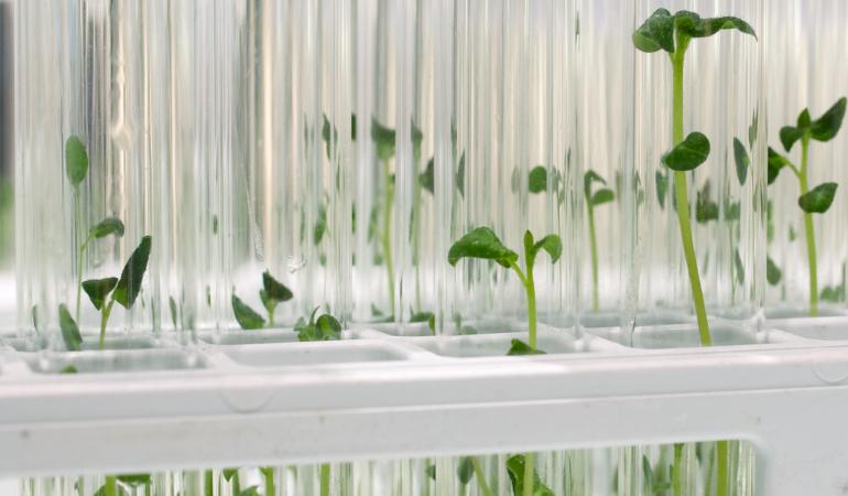 In vitro kweek van planten