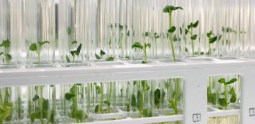 Plant zaailingen in laboratorium Plant zaailingen in laboratorium