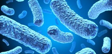 Bacterie Bacterie