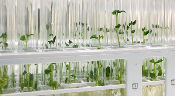 Plant zaailingen in laboratorium