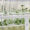 Plant zaailingen in laboratorium Plant zaailingen in laboratorium