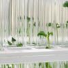 In vitro kweek van planten